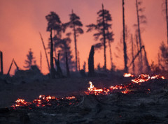Na Kritu izbio šumski požar, ugroženi domovi, evakuisana četiri naselja