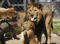 Četiri mladunčeta retke vrste berberskog lava došla na svet u zoo vrtu