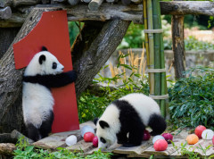Drugi par panda blizanaca rođenih u Nemačkoj slavi prvi rođendan