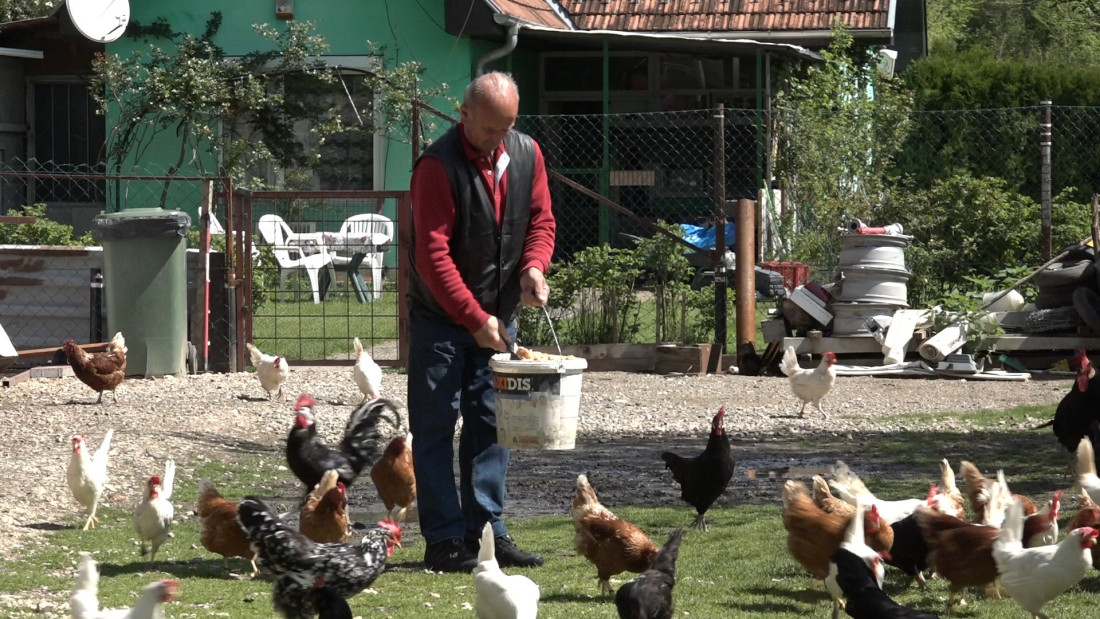 Mujo iz Novog Pazara čuva najskuplje kokoške na svetu