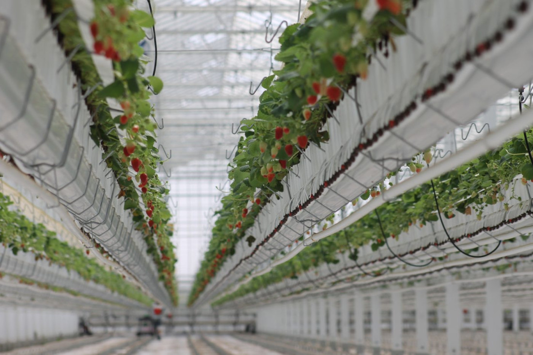 Vertikalna poljoprivreda. Dyson Farming