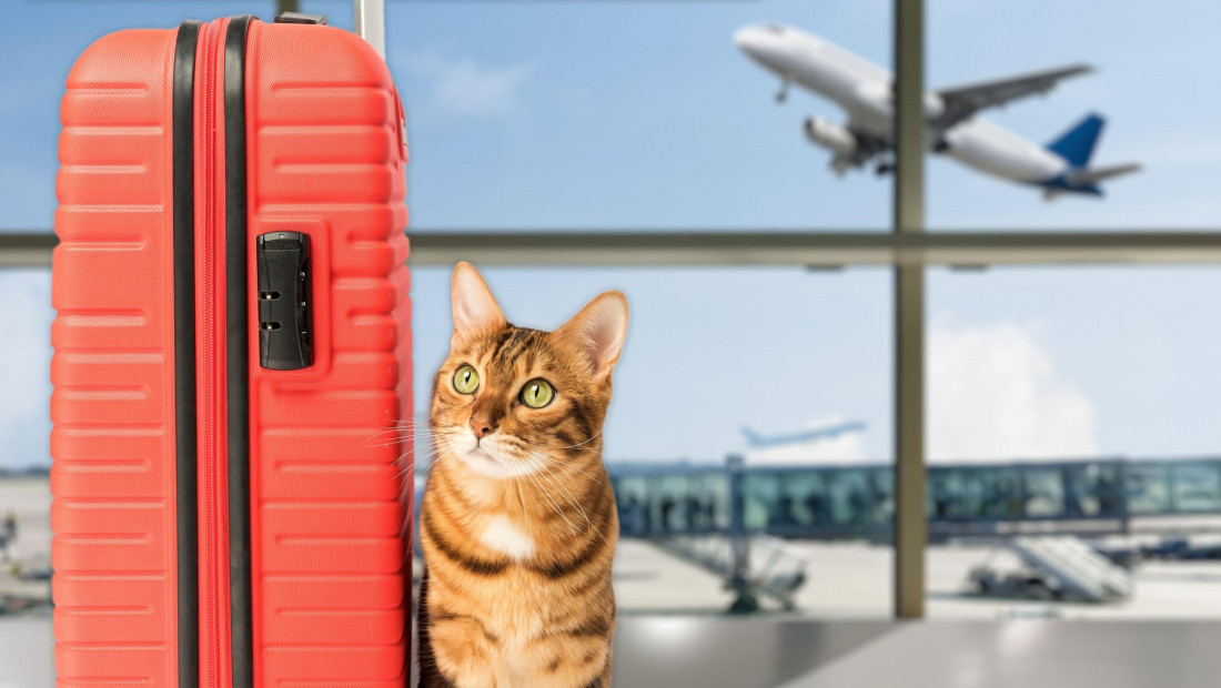 Kućni ljubimci kao deo prtljaga u avionu