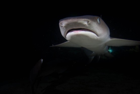 U Australiji pronađeni ostaci morskog psa starog 115 miliona godina