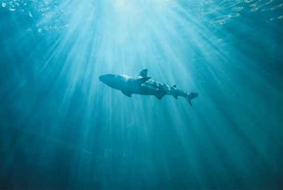 Otkriveni ostaci praistorijske ajkule duge osam metara (FOTO)