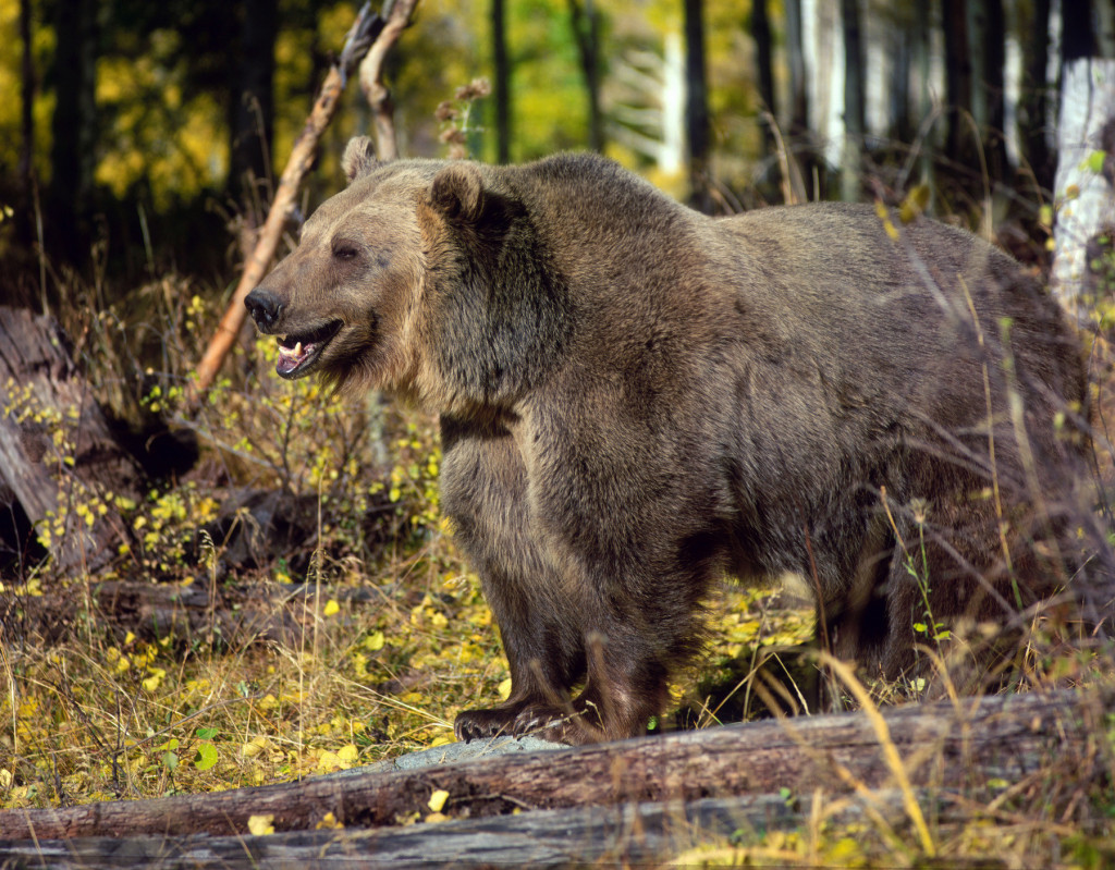 Horor u šetnji prirodom