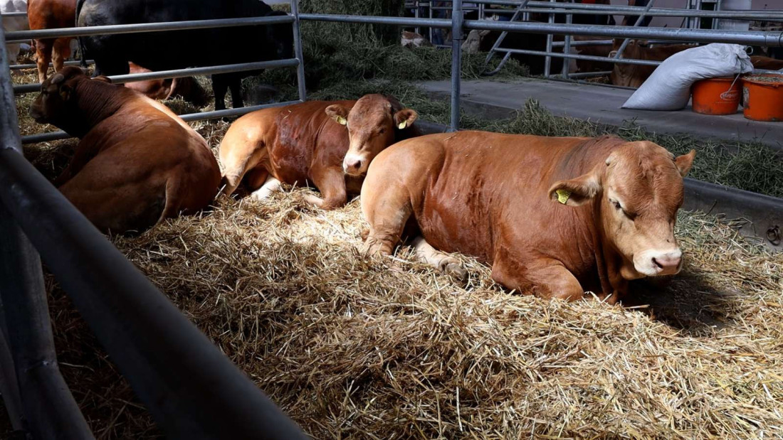 Stočari u ova tri grada izvoze 40.000 grla