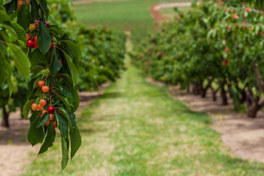 Šta treba posaditi u novembru da bi odlično rodilo
