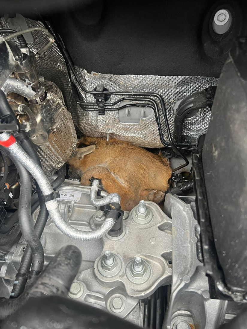 Vozač pronašao lisicu u kombiju