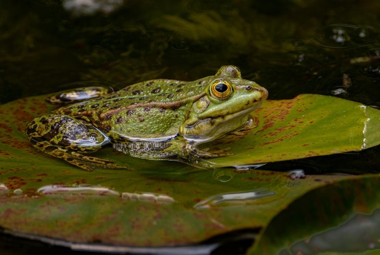 Potencijal za nova istraživanja: Žabe razvile mehanizme za blokiranje otrova