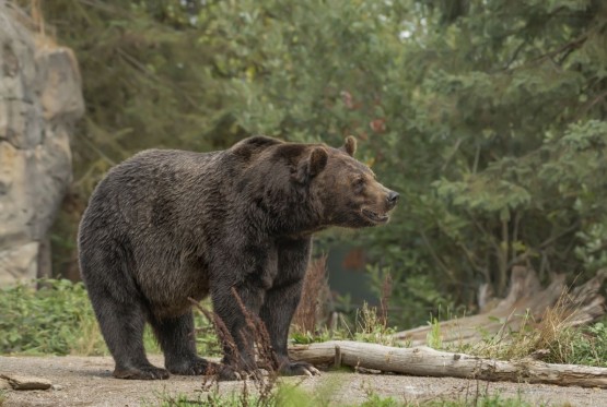 Robot "Čudovišni vuk" plaši medvjede
