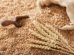 Na Produktnoj berzi prethodne nedelje pale cene primarnih ratarskih kultura