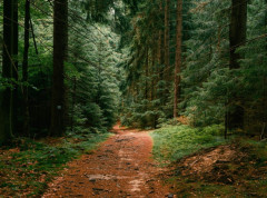 Više od 100 novih biljnih i životinjskih vrsta otkriveno na južnim ostrvima Gvadelup