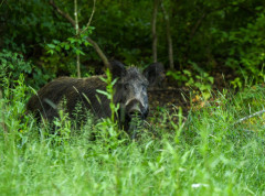 Divlja svinja ušetala u Tesko u Češkoj, policija je izvela na bezbedno