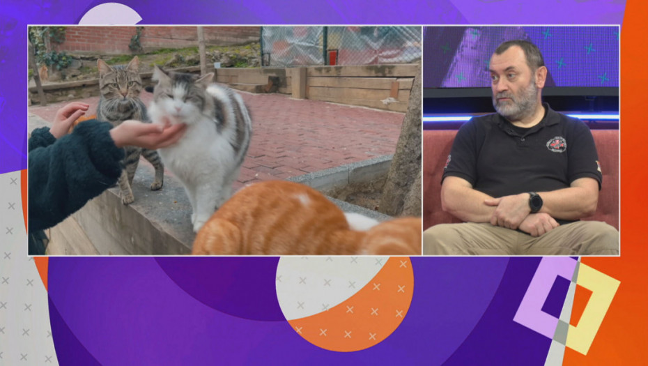 Slavlje bez petardi može spasiti životinje, decu i osetljive