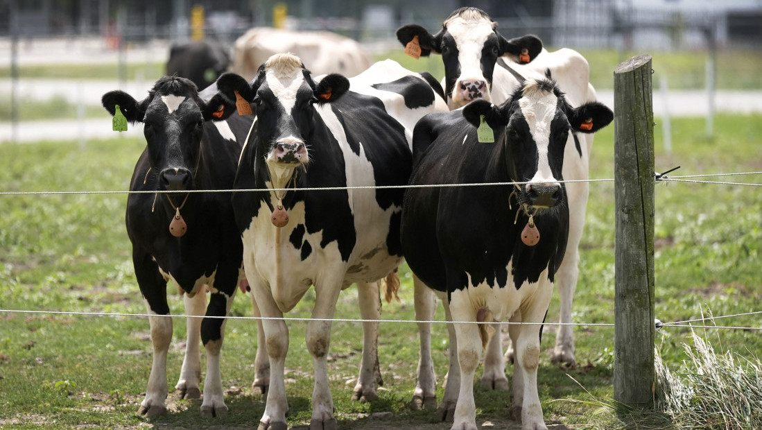 Potvrđen slučaj antraksa kod krave u Šipovu