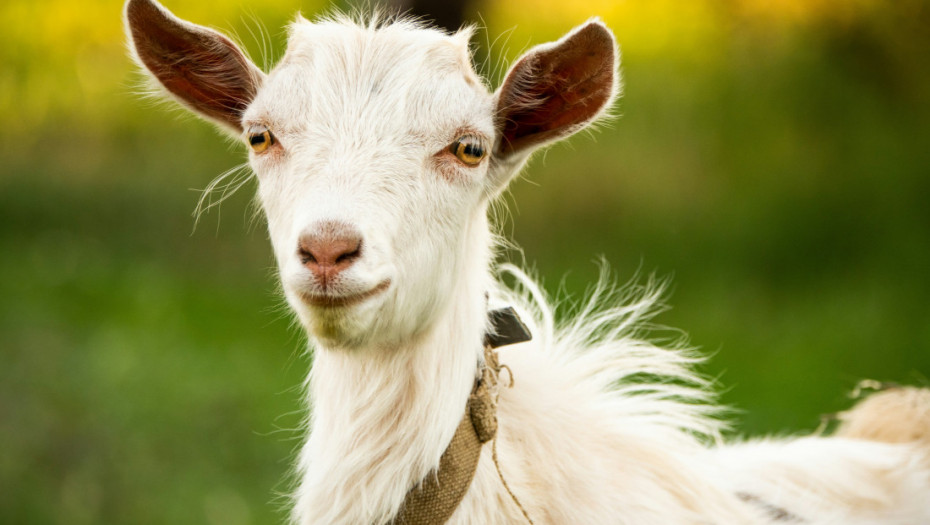 Policija u Engleskoj intervenisala zbog odbegle koze