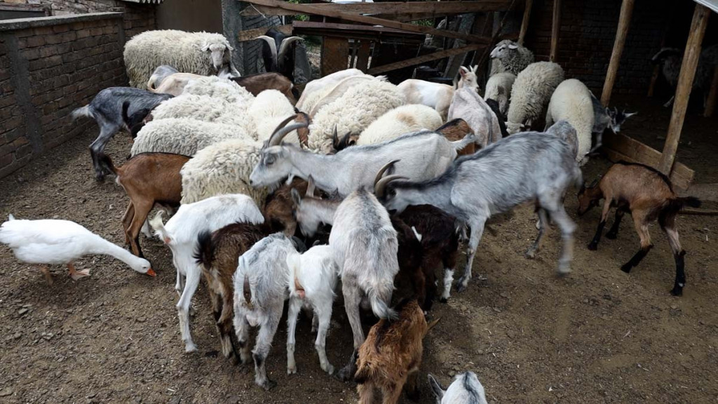 Nova vrsta podsticaja za stočare