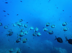 Rudarenje u dubokom moru smanjuje broj životinja na morskom dnu za više od trećine