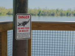 Tim policije uklanjao sa puta aligatora dugog preko 4 metra