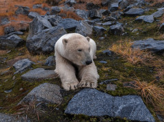 Genetske promene pomažu polarnim medvedima da se prilagode toplijoj klimi