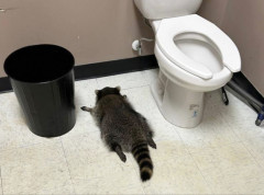 Rakun iz prodavnice alkoholnih pića osumnjičen i za druge „provale“