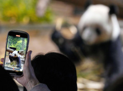 Hiljade posetilaca u Tokiju opraštaju se od poslednjih pandi u Japanu