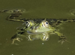 „Galaktičke“ žabe u Indiji nestale nakon fotografisanja