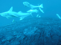 Naučnici: Dronovi otkrili smrtonosni virus u mlaznicima