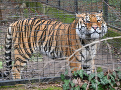 Životinje u dobrom zdravstvenom stanju
