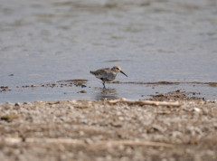 Posle 200 godina na Galapagosu se ponovo pojavila ptica koja je smatrana izumrlom