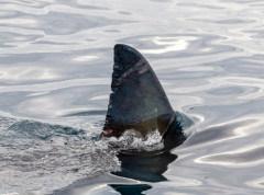 Velike bele ajkule suočene sa izumiranjem u Mediteranu