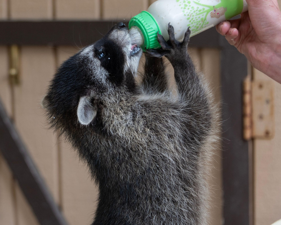 Rakun provalio u prodavnicu i napio se