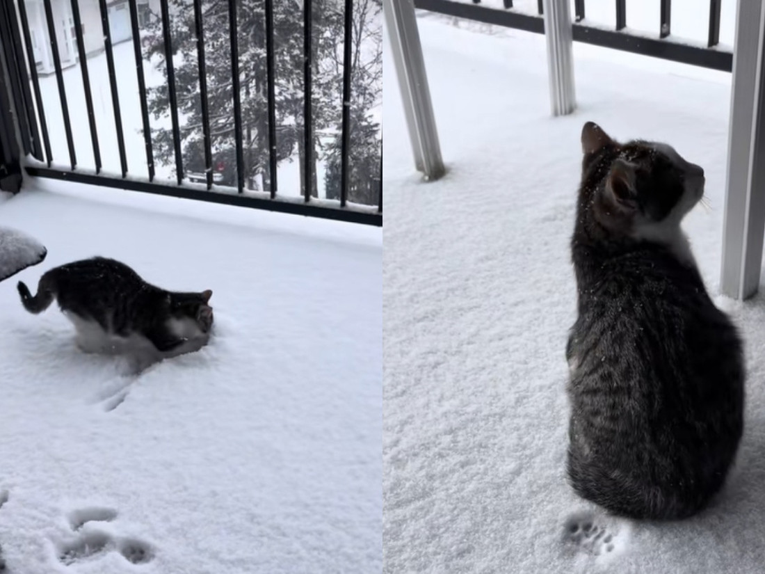 Mače Marti prvi put na snegu