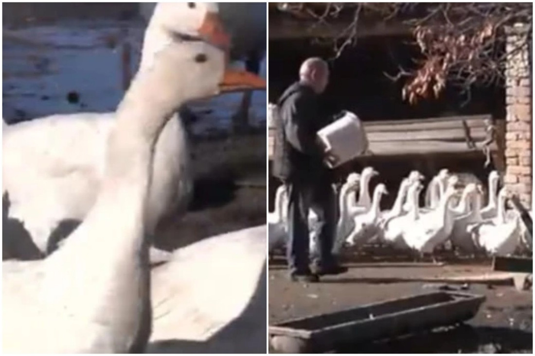 Mikloš, poslednji vojvođanski čuvar gusaka