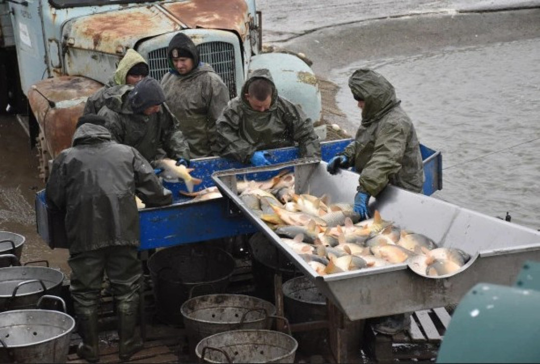 Za Svetog Nikolu 600 tona ribe, a ovo je cena