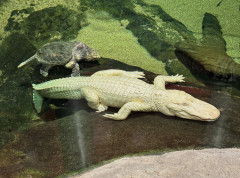 Uginuo albino aligator, nezvanična maskota grada