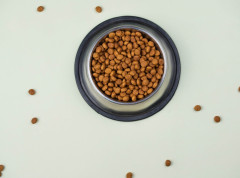 Hrana za pse čini jedan odsto emisije gasova staklene bašte u Britaniji