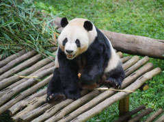 Malezija dobila novi par džinovskih pandi iz Kine