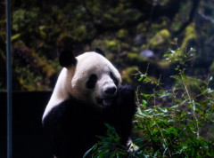 Japan se oprašta od pandi uoči njihovog povratka u Kinu