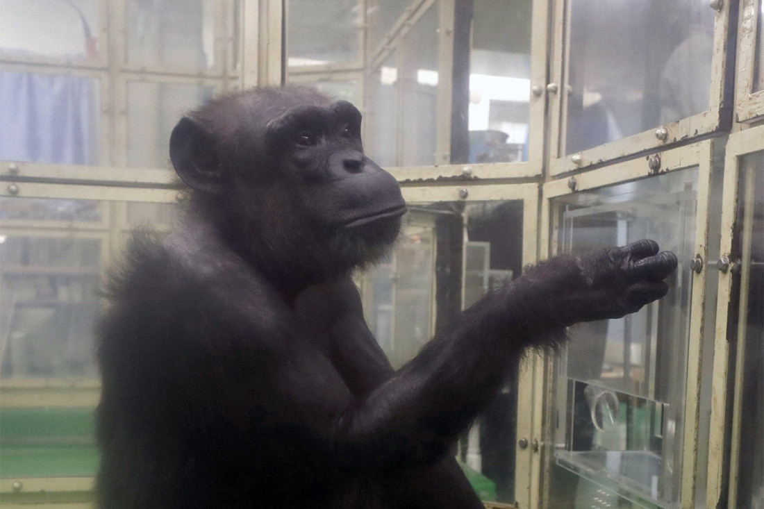 Tužna vest: Šimpanza koja je znala da broji i crta preminula u 49. godini, iza sebe ostavila sina