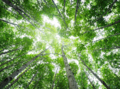 Kina pošumljavanjem pretvorila delove pustinje Taklamakan u „skladište ugljenika“