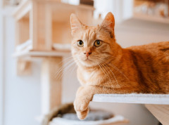 Mačka putovala vozom sama – avantura do Bremena bez karte i vlasnika