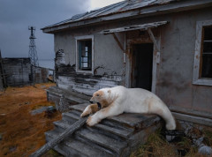 Polarni medvedi na Svalbardu se goje uprkos gubitku morskog leda