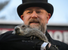 Pensilvanija:Mrmot Fil „prognozirao“ produžetak zime za još šest nedelja