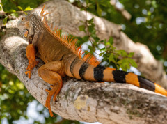 Hiljade iguana padaju sa drveća usled niskih temperatura