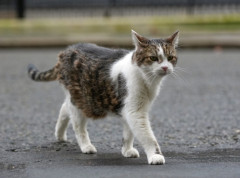 Mačak Lari slavi 15. rođendan u rezidenciji britanskog premijera u Dauning stritu