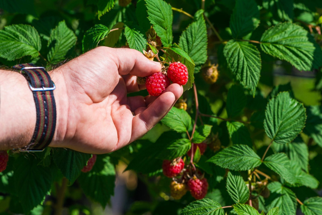 Malina cena će biti veća?