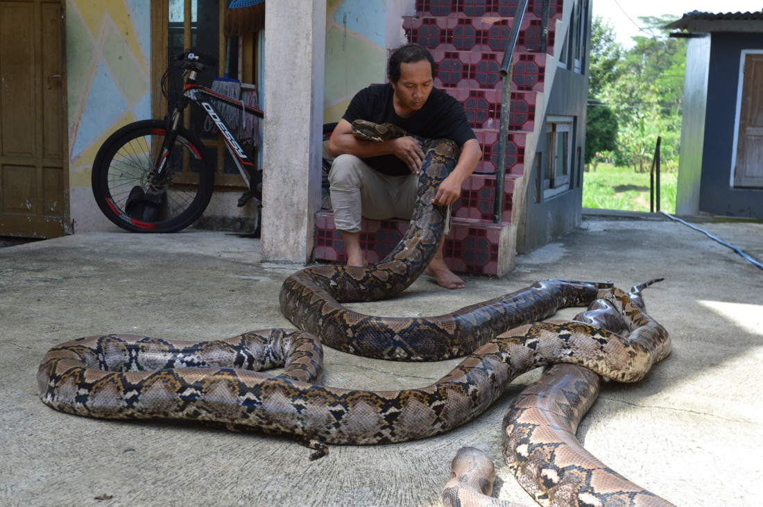 Izmerena najduža zmija na svetu