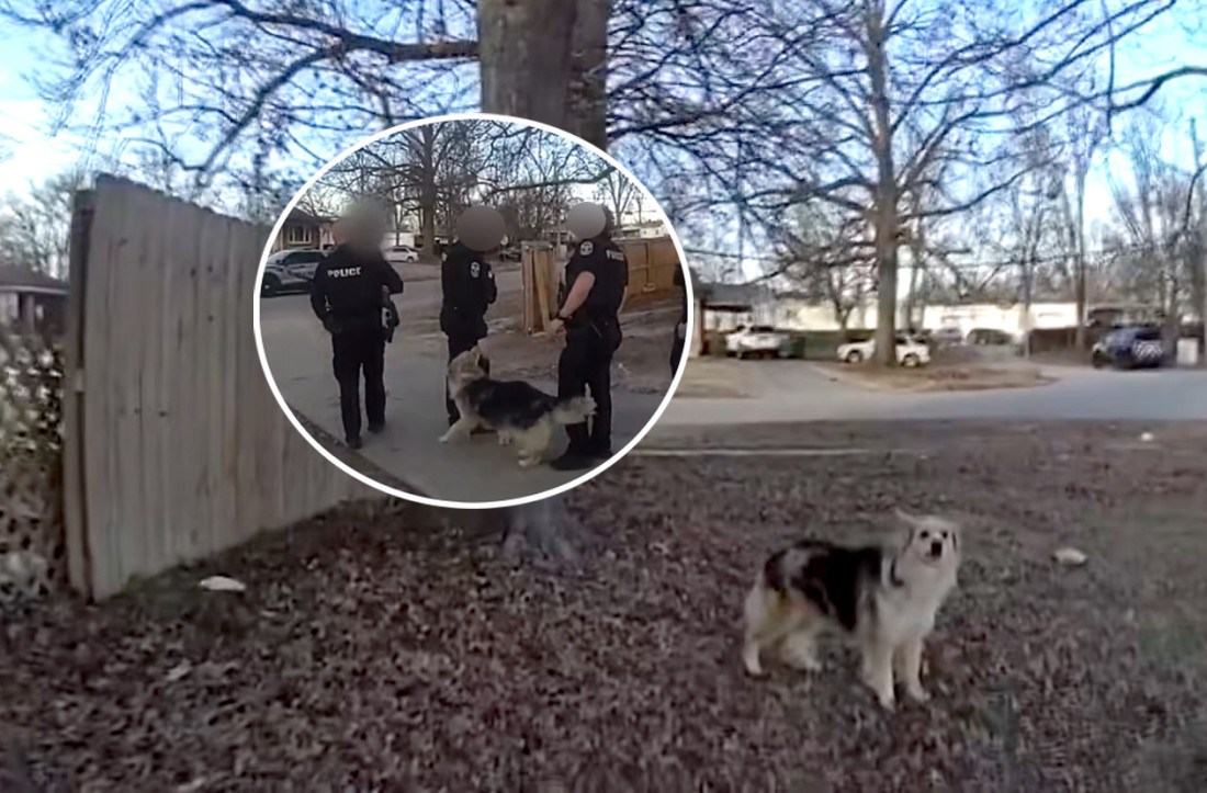 Pas heroj pomogao da se nađe trogodišnjak