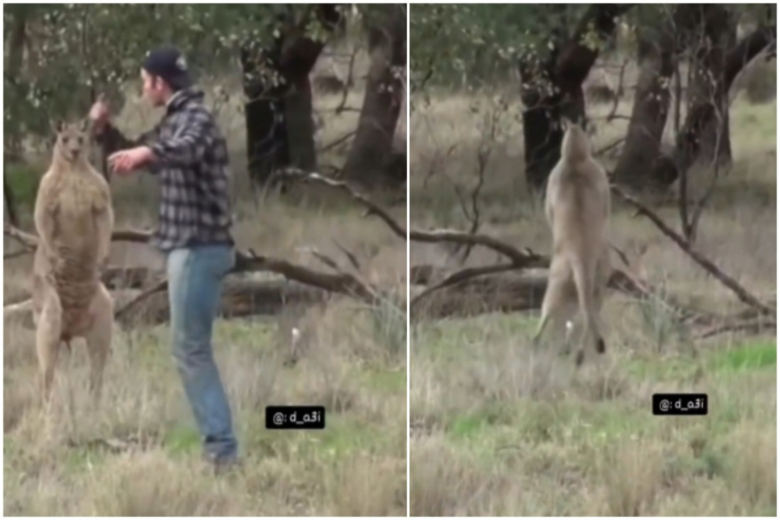 Žestok okršaj kengura i čoveka